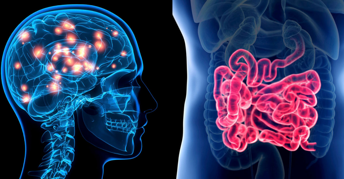 The Link between Gut and Brain Health - Solabia Nutrition